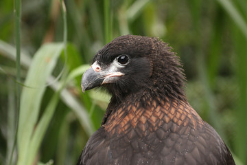 Striated caracara on a close up horizontal picture. A bird of pray with colorful feathers, that occurres in South America. 
