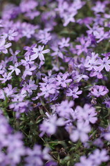 芝桜（Moss phlox）