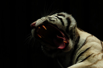 Naklejka premium Portrait of the white bengal tiger showing its teeth. A rare and extraordinary color mutation of a large cat. A close up horizontal picture with a black background.