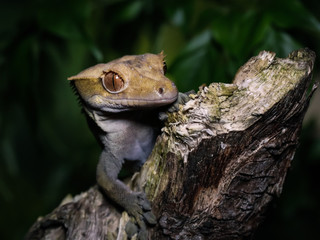 Crested Gecko (Correlophus ciliatus)