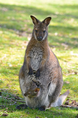 Naklejka na ściany i meble Red-necked wallaby or wallaby of Bennett (Macropus rufogriseus) and its joey in the pocket