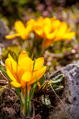 Yellow crocus flower closeup on the background of stones and tiny pink flowers