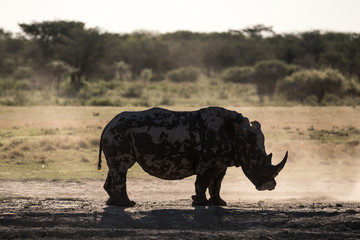Fototapeta premium The Silhouette of a Rhino at Khama Rhino Reserve in Botswana