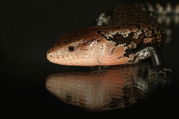 Indonesian blue tongue skink on a close up horizontal picture with a black background and a mirror effect. A rare reptile which has nice color, eats snails and is sometimes bred in captivity as a pet.