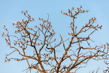 Many carmine bee eaters sitting on a tree near the chobe river in Botswana