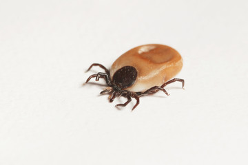Female of the tick. A common European parasite attacking also humans on a horizontal picture and white background.