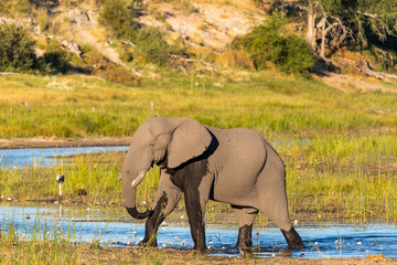 Fototapeta na wymiar An elephant standing in the boteti river at the Makgadigadi Nationalpark (Botswana)