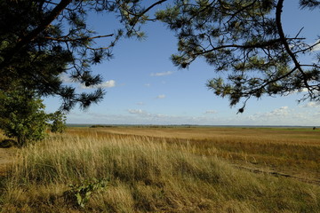 Am Saaler Bodden bei Wustrow, Halbinsel Fischland, Mecklenburg-Vorpommern, Deutschland