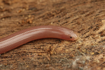 European worm snake - a close view of a rare reptile species living in South Europe