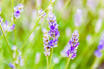 Lavender flower on a wild meadow