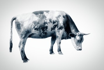 Cow isolated on the white background