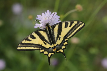 Alexanor Swallowtail - a wonderfull buttefly living in southern Europe. 