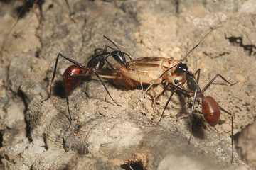 Largest ant in the world on a close up horizontal picture. Two individuals feeding on a cricket. A species occurring in South Asia in tropical jungle.