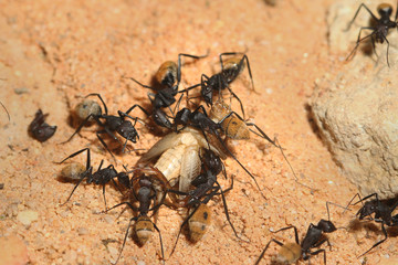 Large and colorful species of ant occurring in African deserts. Several individuals feeding on a cricket.   