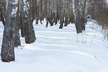 Winter birch forest with snow.