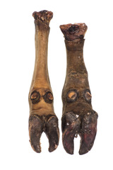 animal hooves isolated on white background