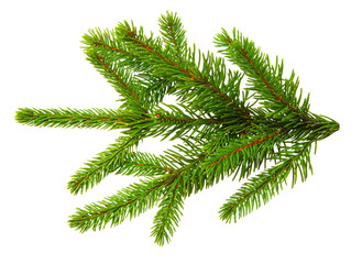 Fir branch isolated on white