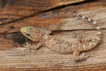 Surprised gecko. A mediterranean house gecko on a close up horizontal picture.