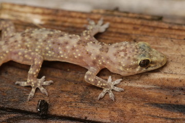 Surprised gecko. A mediterranean house gecko on a close up horizontal picture.