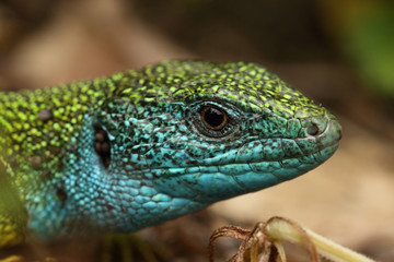 Male of the European green lizard with bright colors during a mating time. A rare European reptile species with blue throat in spring time on a horizontal close up picture.