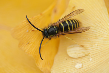 A common wasp sitting on a ginko leaf in the autumn morning. A stinking insect with warning color.