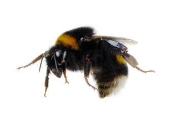 bumblebee isolated on the white