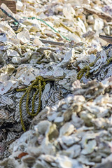 piles of white oyster shells stacked upin heaps