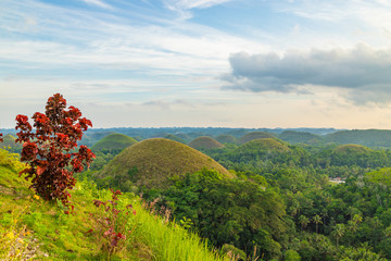 View of The Chocolate Hills. Bohol, Philippines