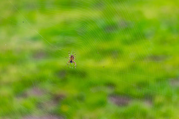 bright grass behind spider web and large spider