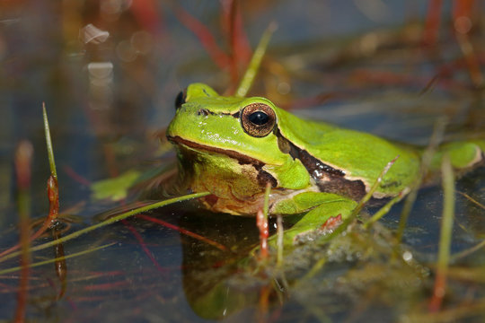 Portrait of the European green frog in a pond. A common European toad in its natural habitat on a horizontal close up picture.