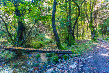 A little wooden bridge above a water stream of Mylaion river into the dense forest near the area of...