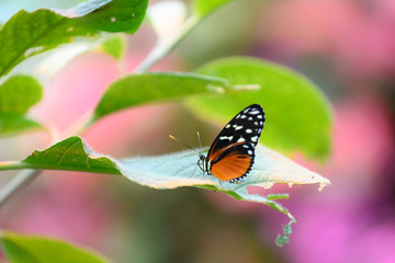 Obraz na płótnie Canvas papillon heliconius hecale