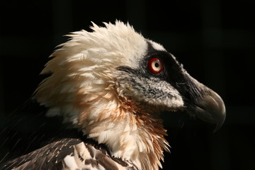 Bearded vulture in a close view. An extremly rare and beautiful bird of prey occurring in high mountains in Europe, Africa and Asia.