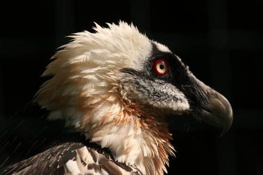 Bearded vulture in a close view. An extremly rare and beautiful bird of prey occurring in high mountains in Europe, Africa and Asia.