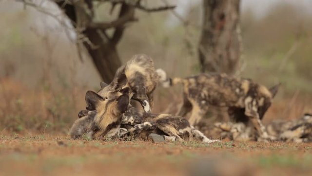 The pack of African Wild Dog puppies, Lycaon pictus, playing together against blurred trees in background on reddish ground in soft and colorful evening light. South Africa, KwaZulu Natal.