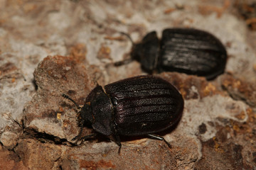 Rare European beetle living in coniferous dead wood. Close up picture of the endangered species in its natural habitat.