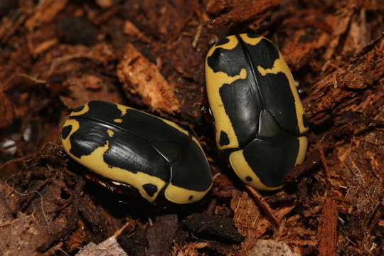Garden fruit chafer or also called brown-and-yellow fruit chafer. A close up horizontal picture of colorful exotic insect species living in Africa.