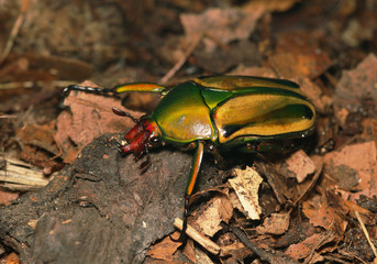 A colorful male of the flower chafer sitting on a piece of bark. Male of the tropical beetle species occurring in Africa. 