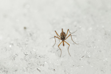 A male of the snow flea walking on the snow. A rare insect belonging to scorpionflies, occuring in Europian mountains during the winter season. 