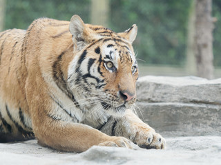 Closeup portrait of wild bengal tiger.