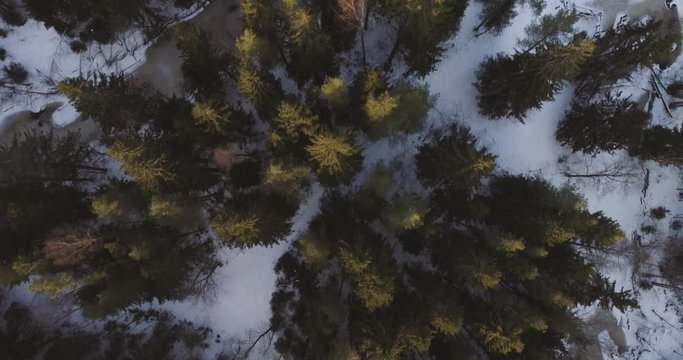 forward flight with camera looking straight down over winter fir forest in sunset