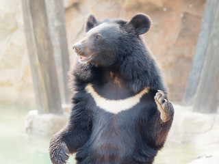 Asiatic black bear stand and wave its arms asking for food. 