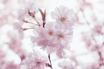 Cherry Blossom In Spring