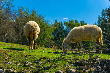 Obraz na płótnie Canvas Sheep are grazing in a meadow in the countryside near the area of Menalon trail Elati- Vitina in Peloponnese, Greece