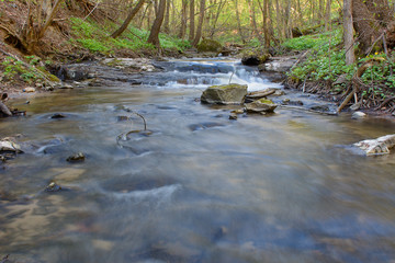 River in the forest in the spring