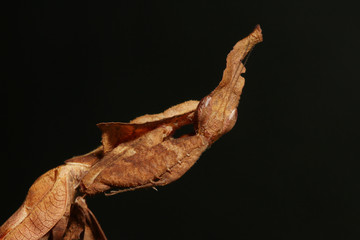 Ghost mantis siting on a leaf - African predatory insect in its natural habitat with a black background.