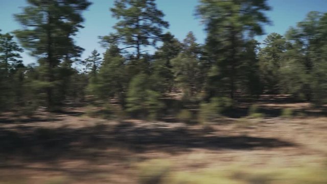 Driving Plate Side View Moving Through Forest And Hills In Daytime