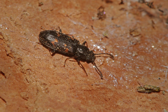A tiny saproxylic beetle occurring under the bark of maple trees in European virgin forests on a close up horizontal picture.