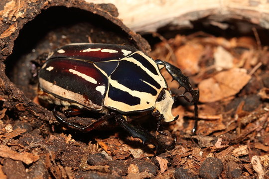 Giant flower beetle sitting on a dry branch on a close up horizontal picture. Colorful African insect species in its natural habitat. A large beetle often kept in captivity. 