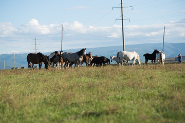 frei laufende Pferde